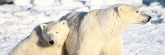 Manitoba_Churchill_PolarBears_1455
