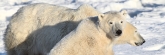 Manitoba_Churchill_PolarBears_1457