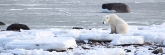 Manitoba_Churchill_PolarBears_1486