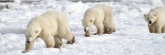 Manitoba_Churchill_PolarBears_1528