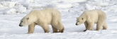 Manitoba_Churchill_PolarBears_1532