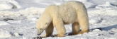 Manitoba_Churchill_PolarBears_1540