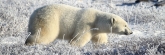 Manitoba_Churchill_PolarBears_1591