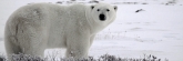 Manitoba_Churchill_PolarBears_1659_m
