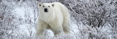 Manitoba_Churchill_PolarBears_1664
