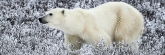 Manitoba_Churchill_PolarBears_1665