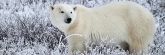 Manitoba_Churchill_PolarBears_1667