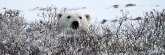 Manitoba_Churchill_PolarBears_1669
