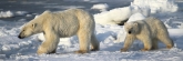 Manitoba_Churchill_Polar_Day3_1959