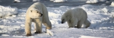 Manitoba_Churchill_Polar_Day3_1960