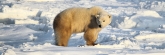Manitoba_Churchill_Polar_Day3_1984