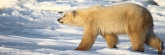 Manitoba_Churchill_Polar_Day3_1987