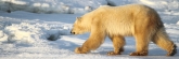 Manitoba_Churchill_Polar_Day3_1988