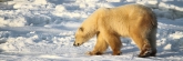 Manitoba_Churchill_Polar_Day3_1989