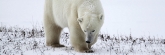 Manitoba_Churchill_Polar_Day3b_1785