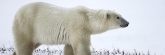 Manitoba_Churchill_Polar_Day3b_1786