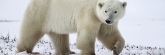 Manitoba_Churchill_Polar_Day3b_1787