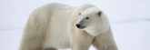 Manitoba_Churchill_Polar_Day3b_1788