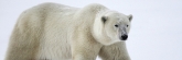 Manitoba_Churchill_Polar_Day3b_1789