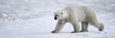 Manitoba_Churchill_Polar_Day3b_1791