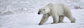 Manitoba_Churchill_Polar_Day3b_1792