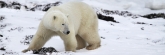 Manitoba_Churchill_Polar_Day3b_1793