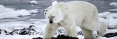 Manitoba_Churchill_Polar_Day3b_1821