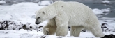 Manitoba_Churchill_Polar_Day3b_1822