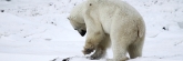 Manitoba_Churchill_Polar_Day3b_1840