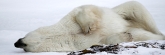 Manitoba_Churchill_Polar_Day3b_1857