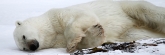 Manitoba_Churchill_Polar_Day3b_1858
