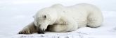Manitoba_Churchill_Polar_Day3b_1859