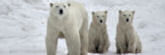 Manitoba_PolarBears_2504
