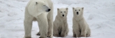 Manitoba_PolarBears_2505