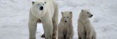 Manitoba_PolarBears_2506