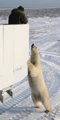 Manitoba_Churchill_PolarB_Day4_1318_V