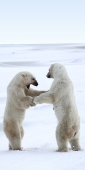 Manitoba_Churchill_PolarB_Day4_2172_V