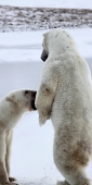 Manitoba_Churchill_PolarB_Day4_2175_V