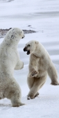 Manitoba_Churchill_PolarB_Day4_2177_V