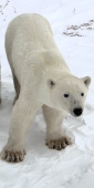 Manitoba_Churchill_PolarB_Day6_1518_V