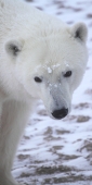 Manitoba_Churchill_PolarBears1393_V