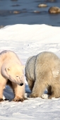 Manitoba_Churchill_PolarBears_1474_V