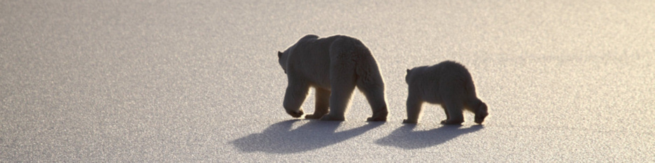 Manitoba_Churchill_PolarB_Day3_1979.jpg