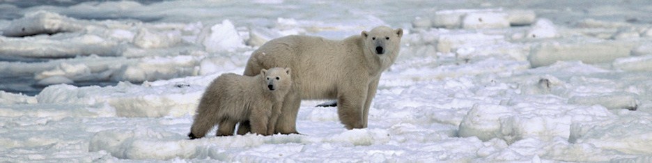 Manitoba_Churchill_PolarB_Day3_2028.jpg