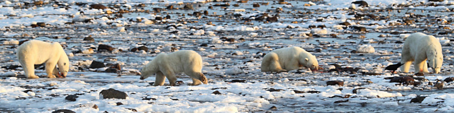 Manitoba_Churchill_PolarB_Day4_2070.jpg