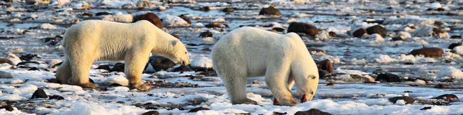 Manitoba_Churchill_PolarB_Day4_2074.jpg