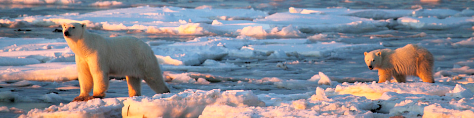 Manitoba_Churchill_PolarB_Day4_2335.jpg