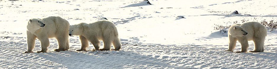 Manitoba_Churchill_PolarB_Day5_1481.jpg