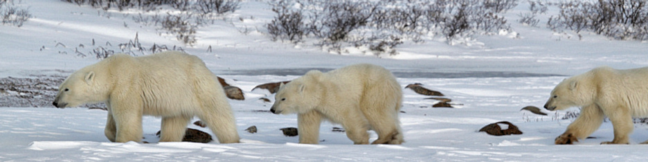 Manitoba_Churchill_PolarB_Day5_2435.jpg