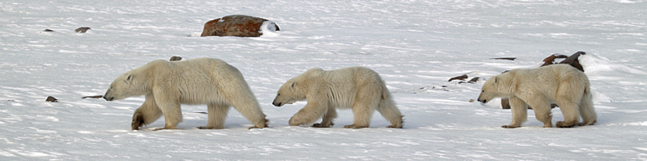 Manitoba_Churchill_PolarB_Day5_2441.jpg